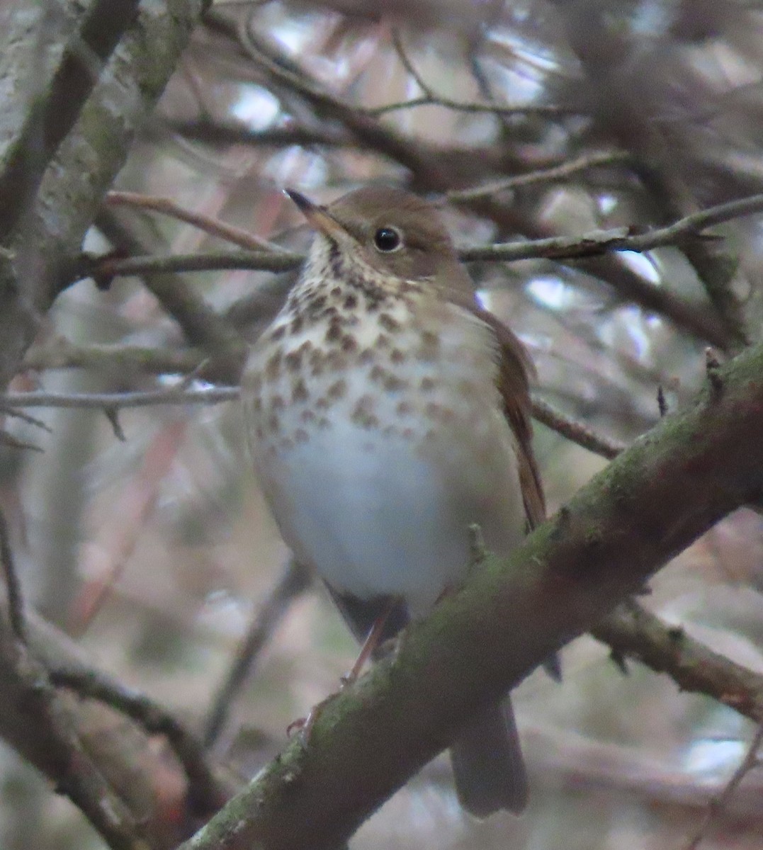 Hermit Thrush - ML646699270