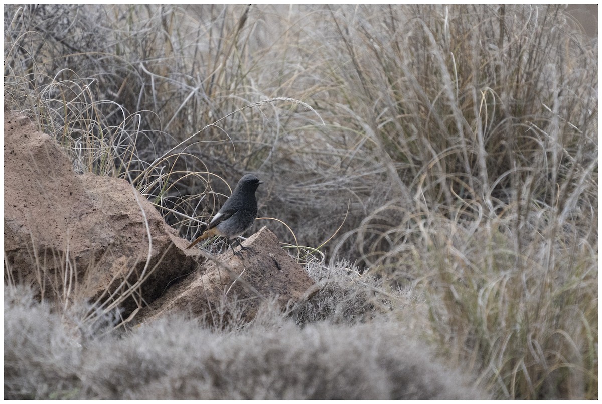 Горихвістка чорна - ML646699271