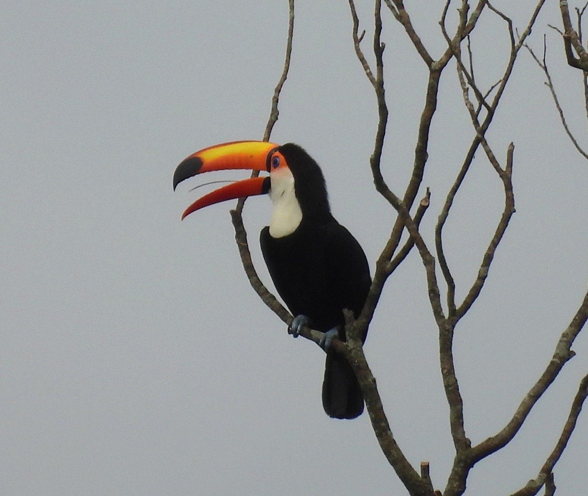 Toco Toucan - ML646699273