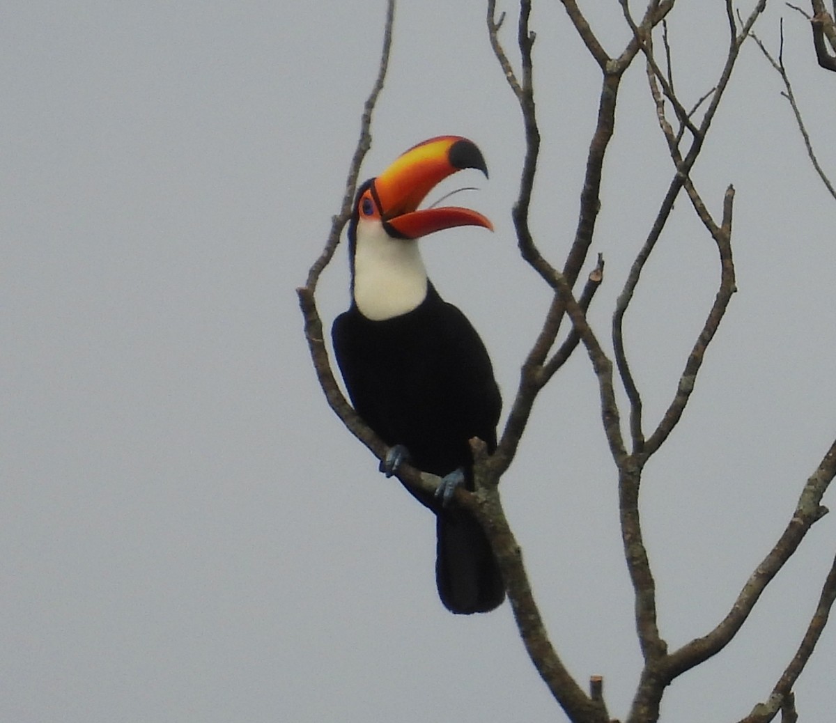 Toco Toucan - ML646699274