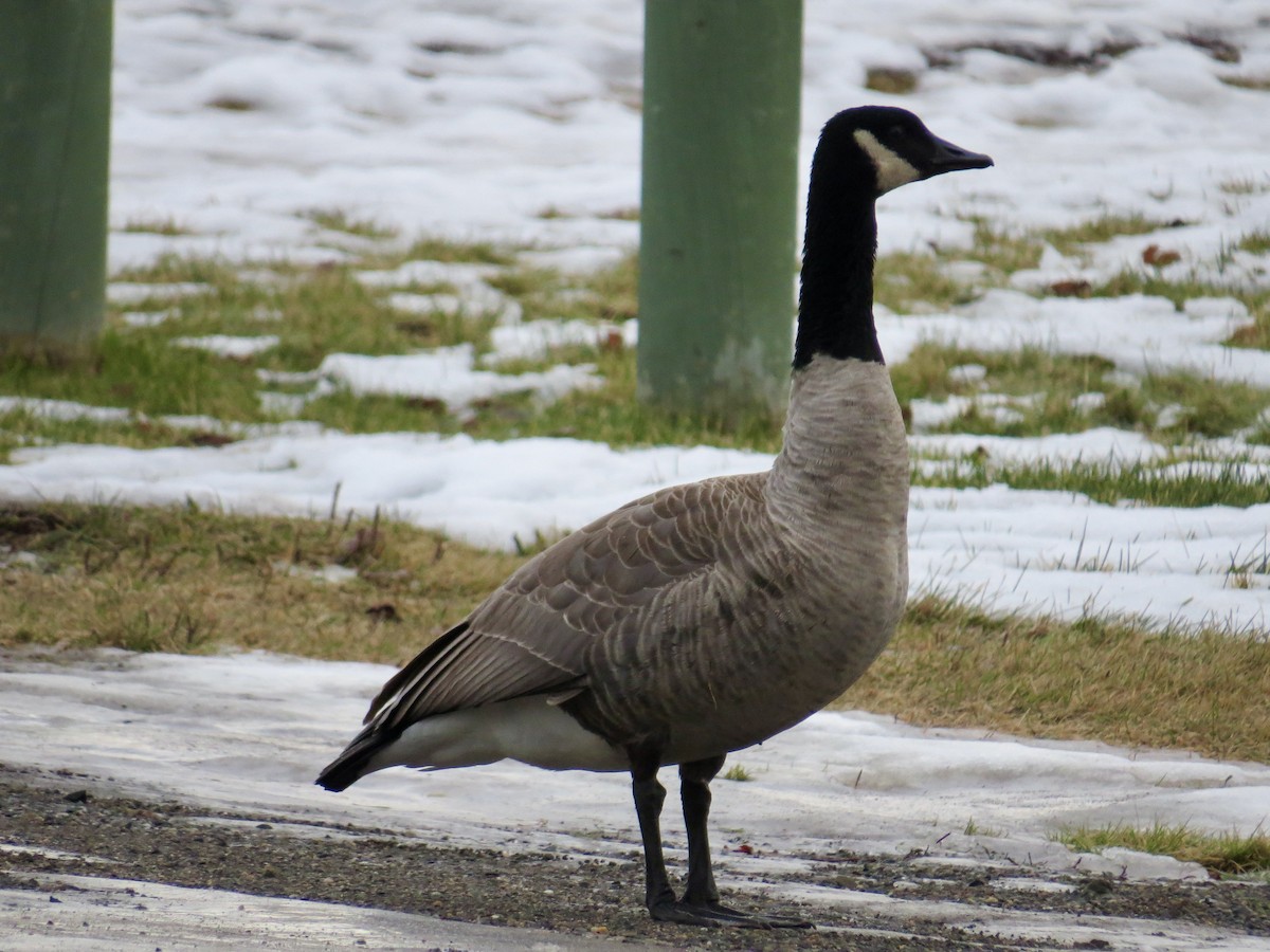 Казарка канадська - ML646699277