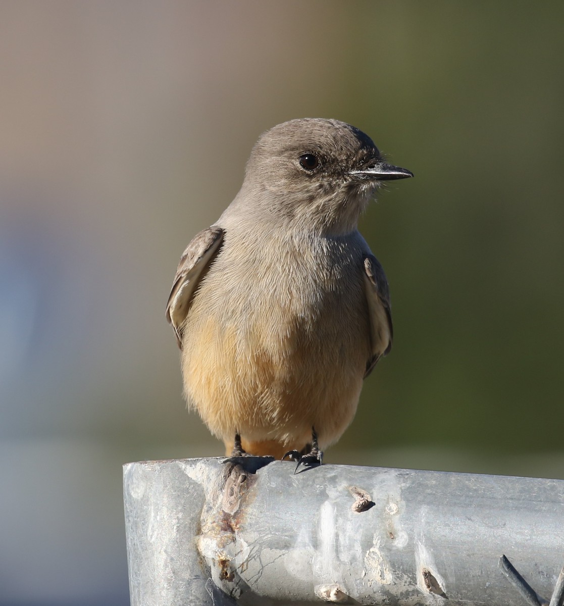 Say's Phoebe - ML646699278