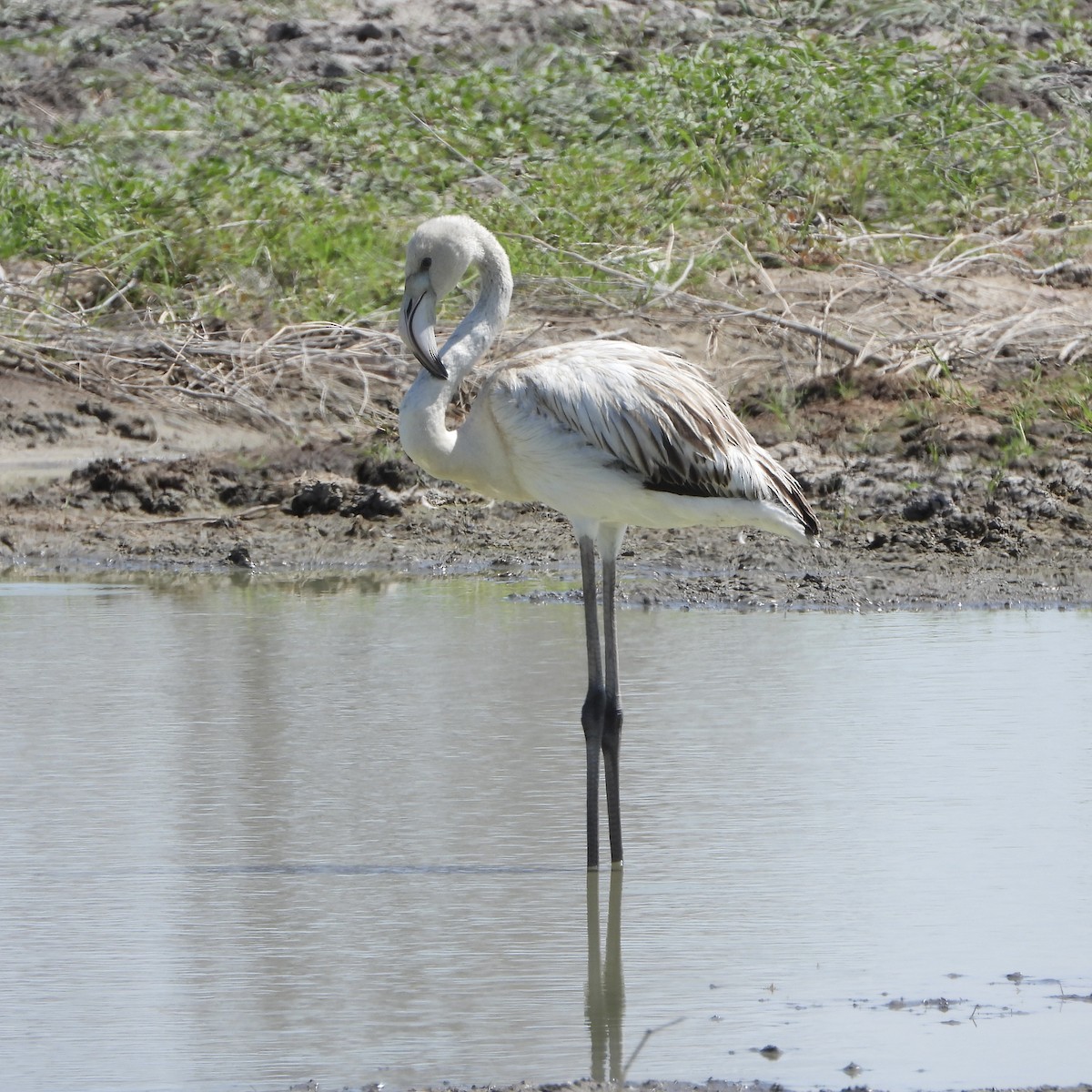 ヨーロッパフラミンゴ - ML646699279