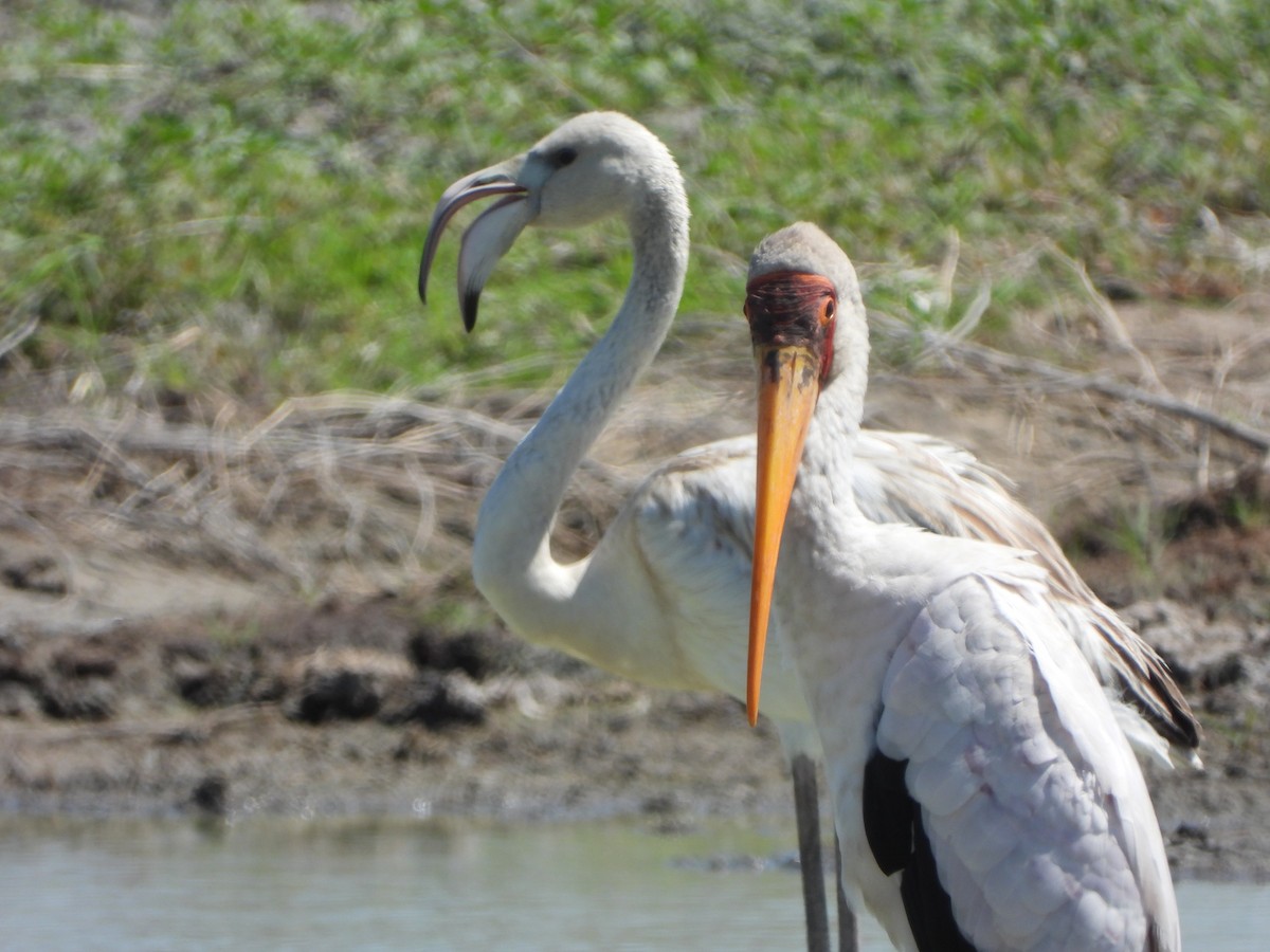 ヨーロッパフラミンゴ - ML646699280