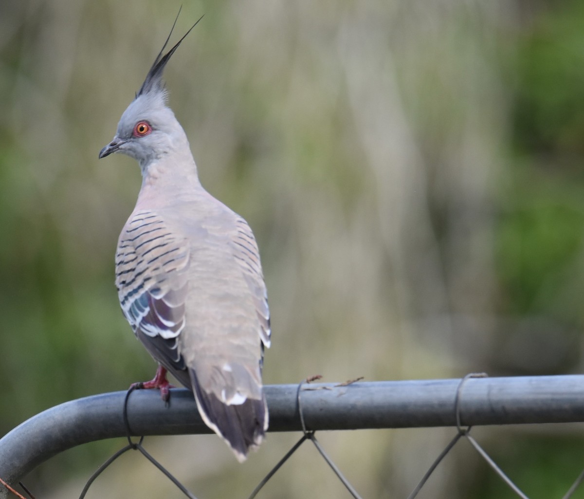 レンジャクバト - ML646699281