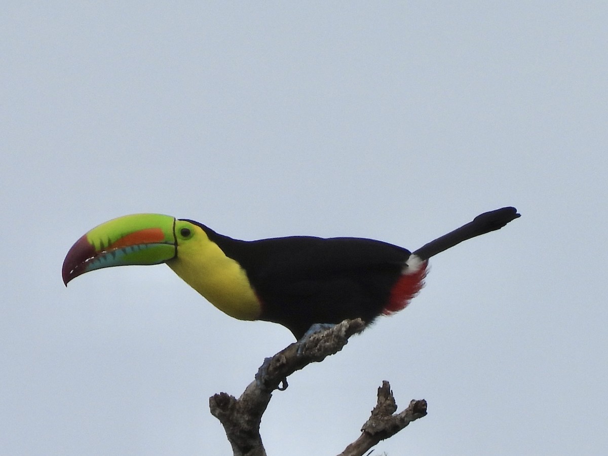 サンショクキムネオオハシ - ML646699284