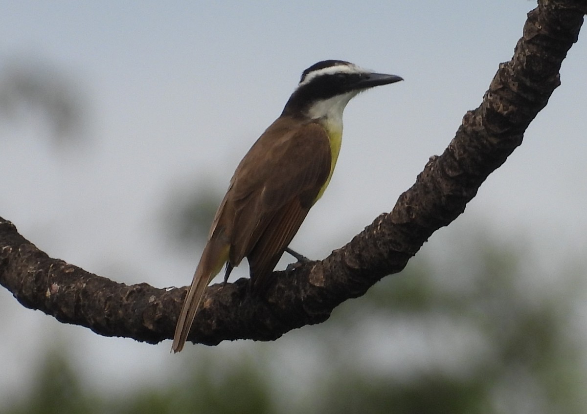 キバラオオタイランチョウ - ML646699286