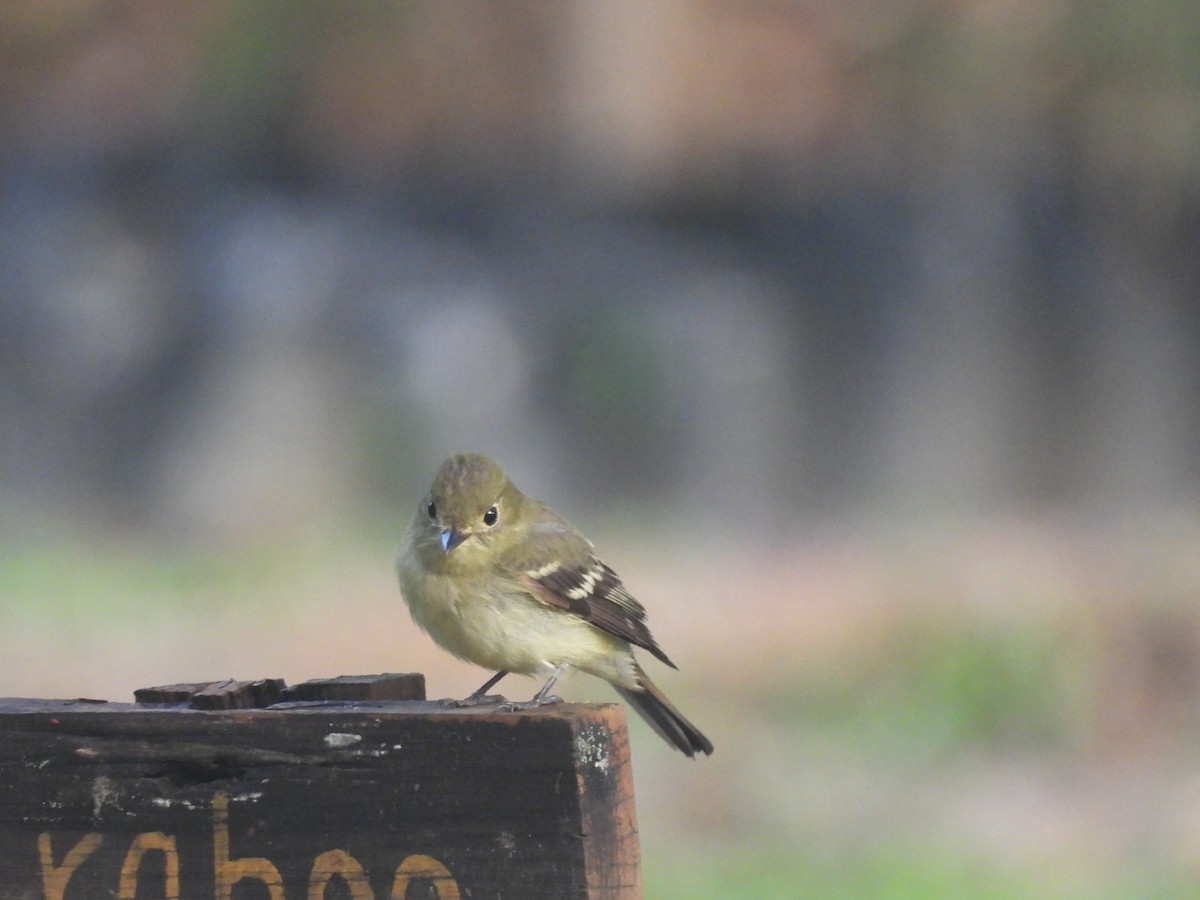 キバラメジロハエトリ - ML646699287