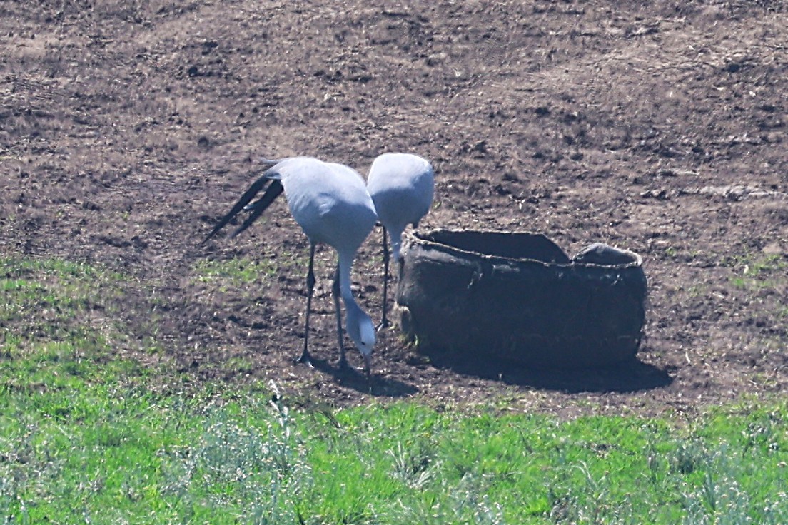 ハゴロモヅル - ML646699288