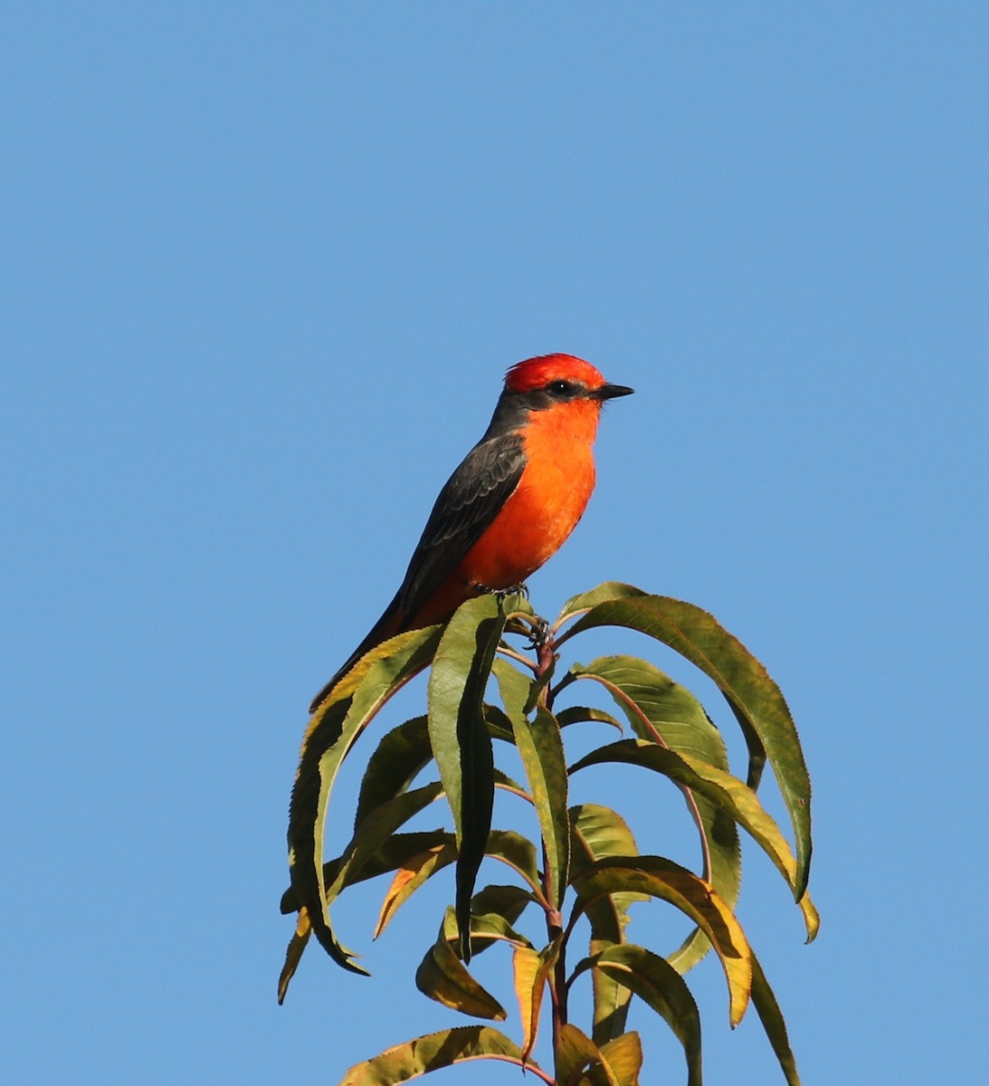 ベニタイランチョウ - ML646699289