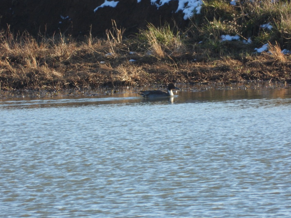 オナガガモ - ML646699291