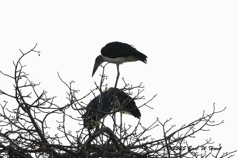 アフリカハゲコウ - ML646699294