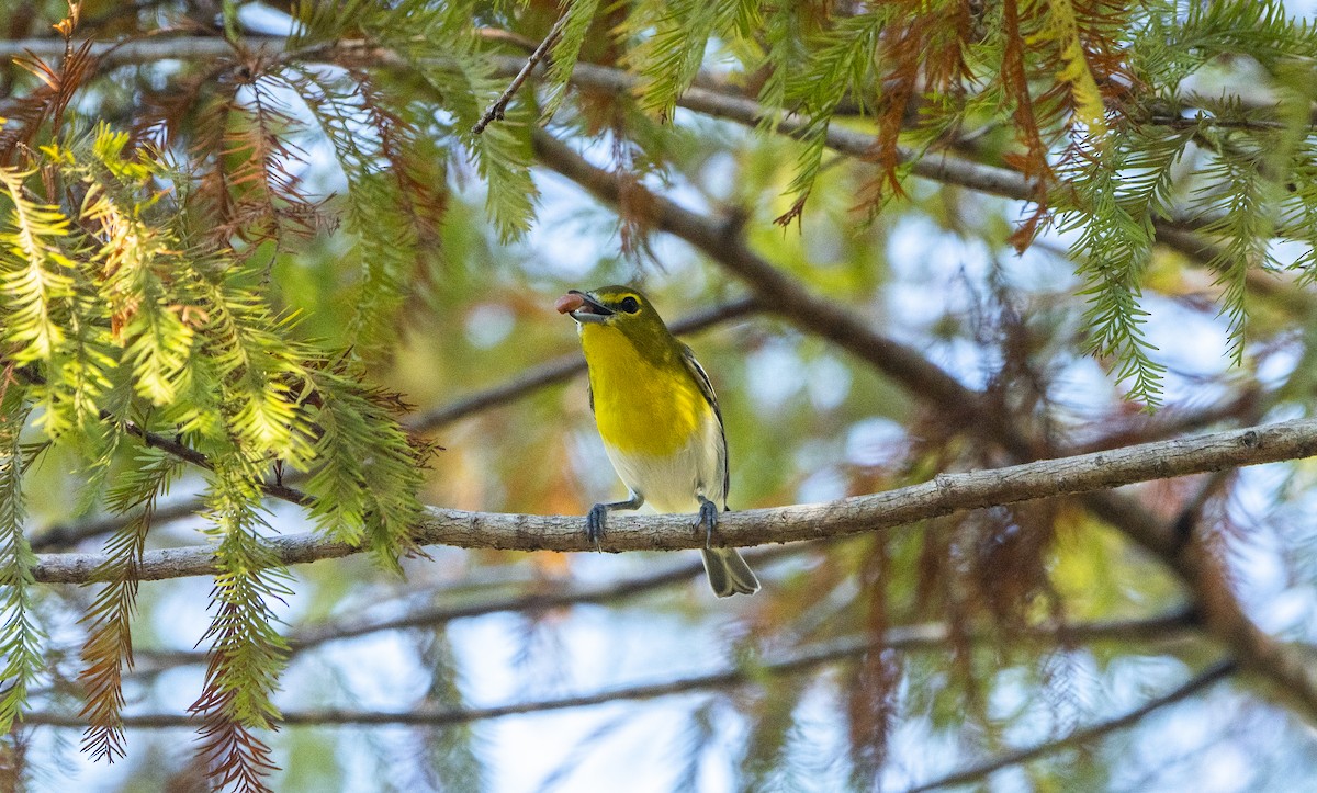 キノドモズモドキ - ML646699295