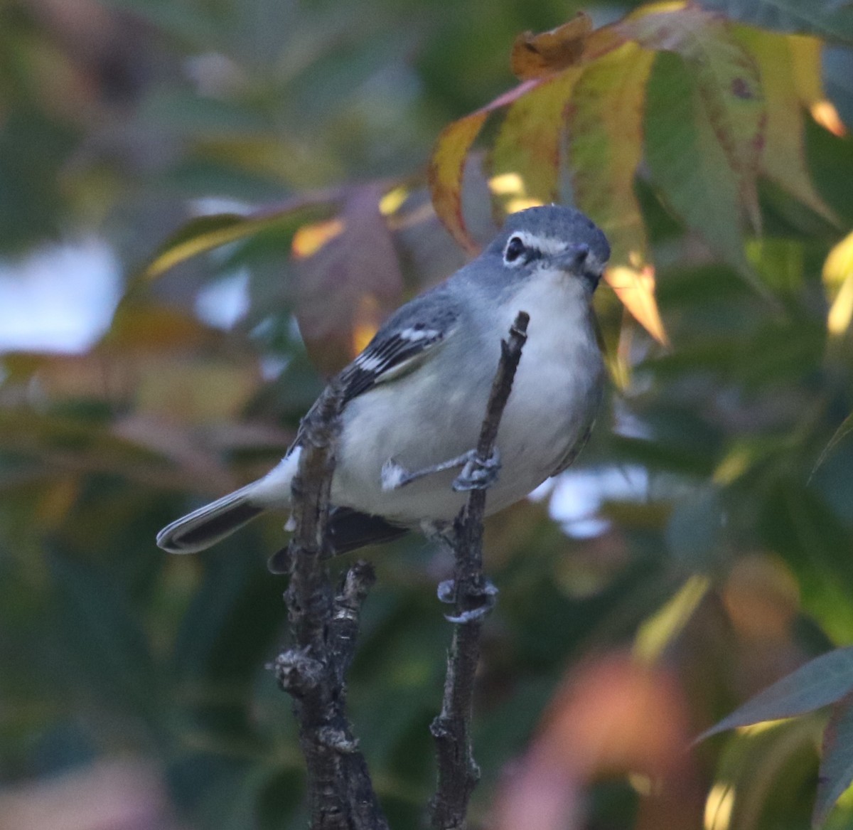 Plumbeous Vireo - ML646699297