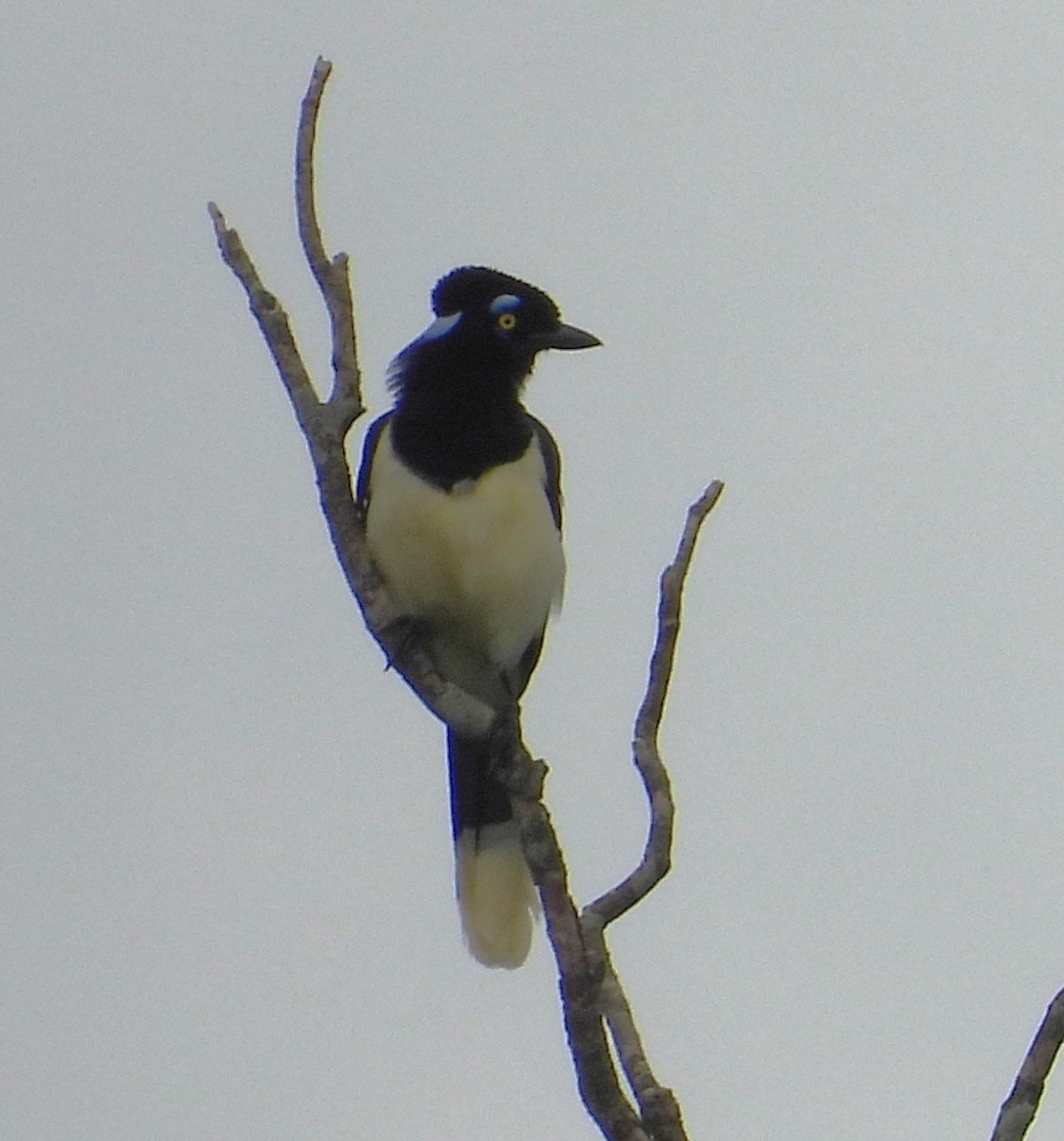 ルリサンジャク - ML646699298