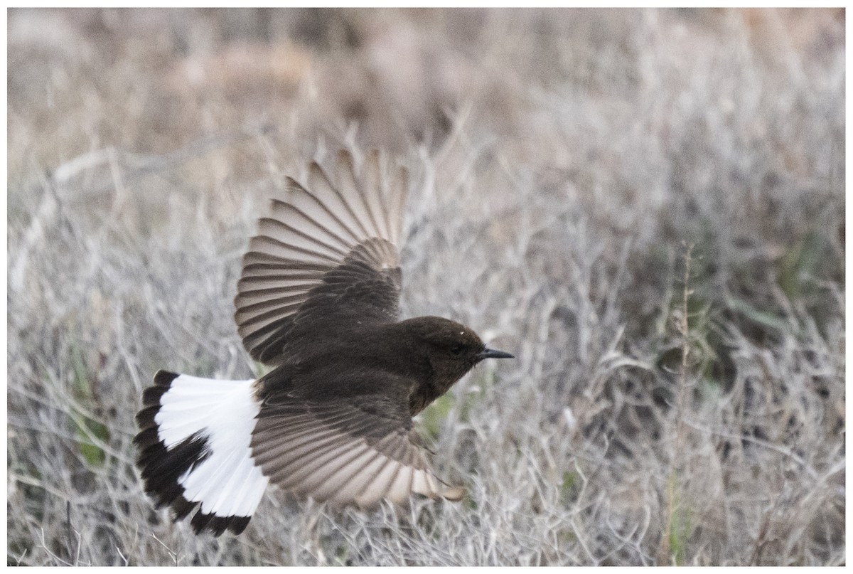 Кам'янка білогуза - ML646699300