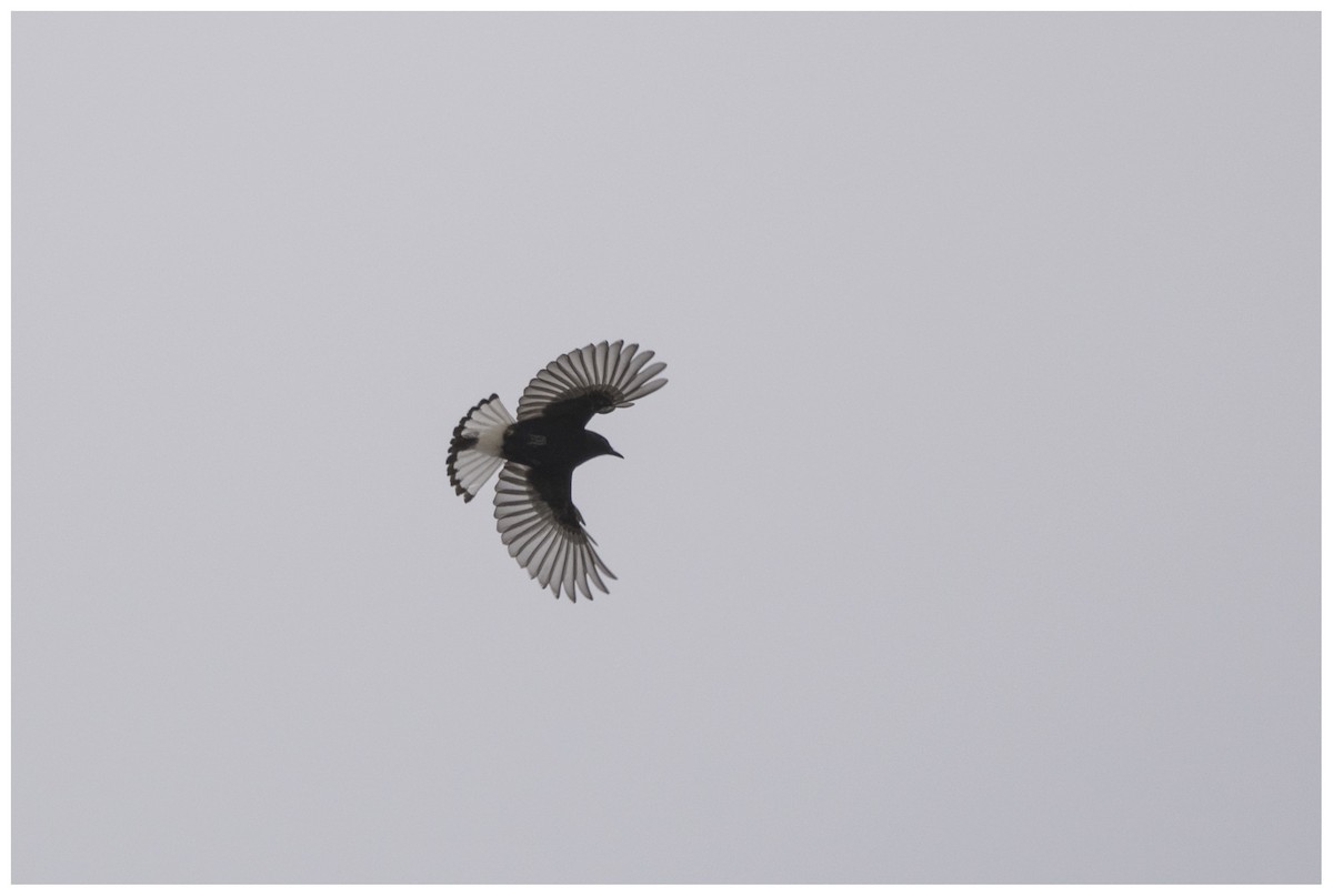 Кам'янка білогуза - ML646699301