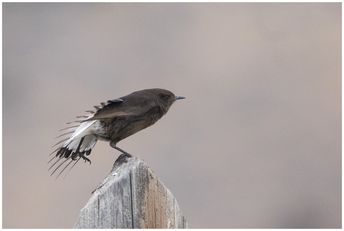 Кам'янка білогуза - ML646699304