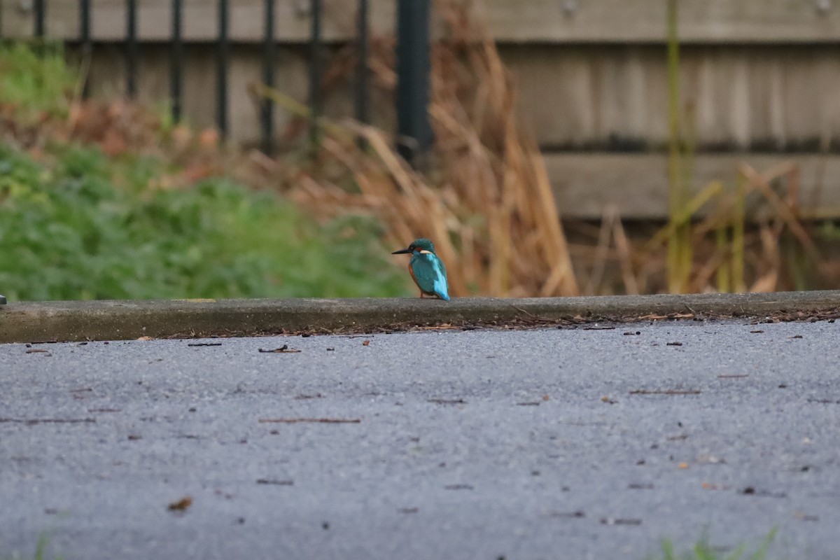 カワセミ - ML646699305