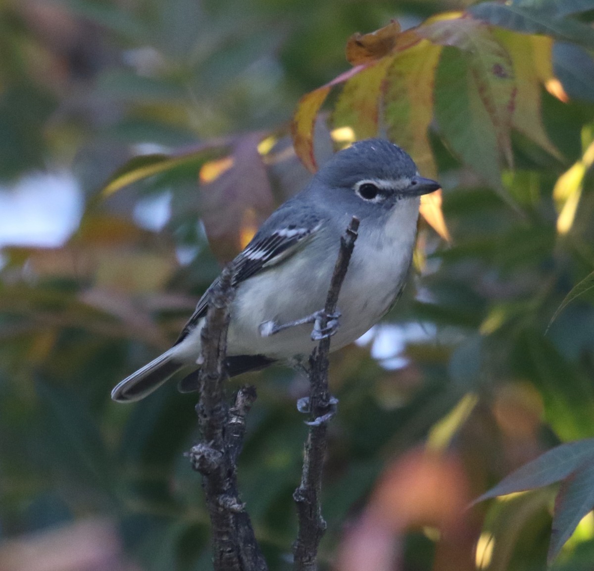 Plumbeous Vireo - ML646699307