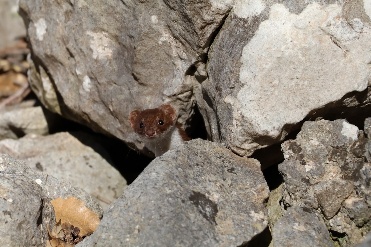 Least Weasel - ML646699308