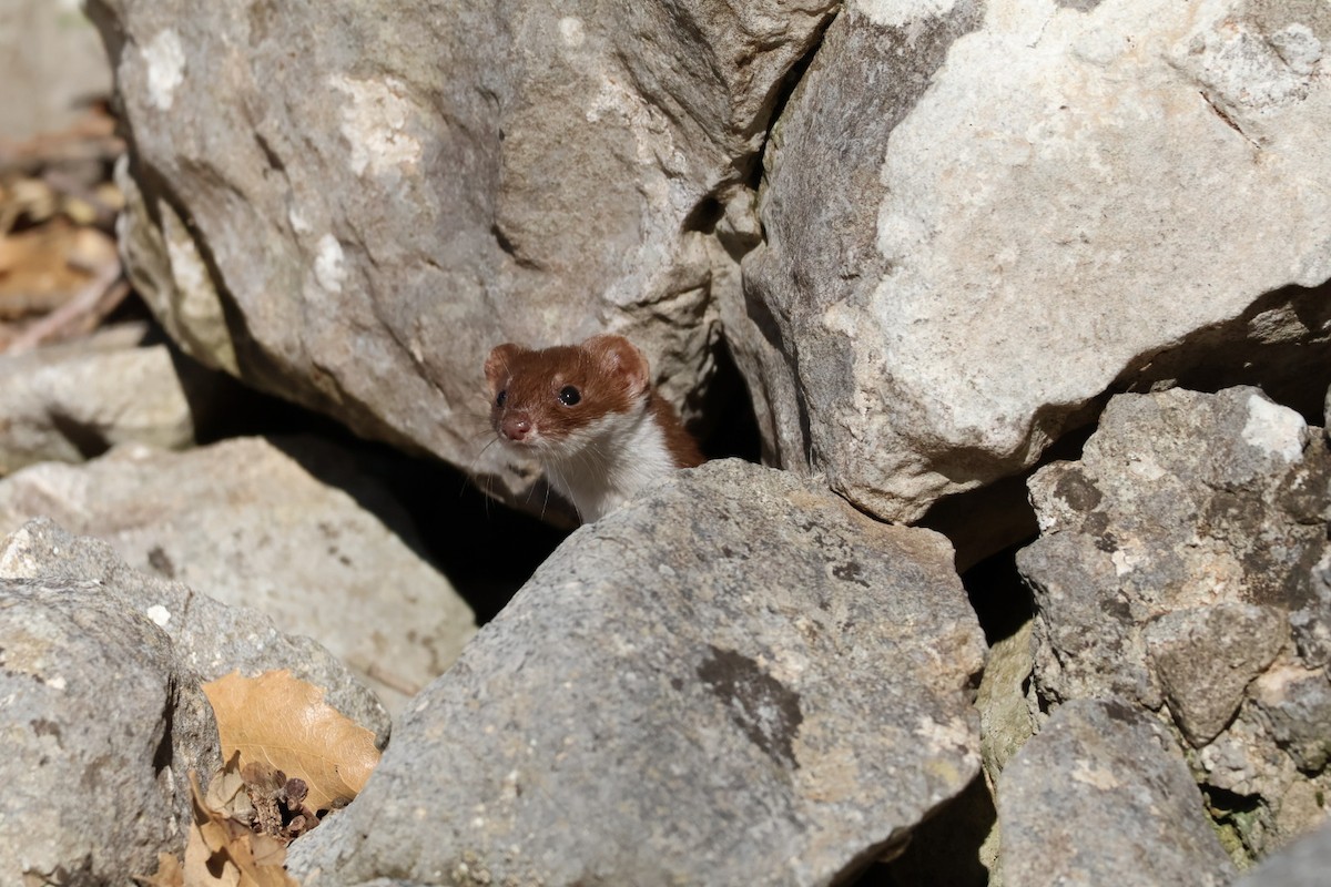 Least Weasel - ML646699309