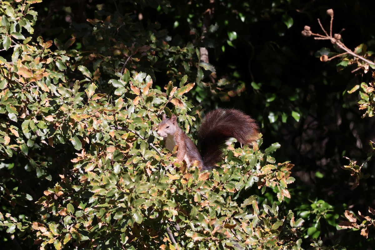 Eurasian Red Squirrel - ML646699310
