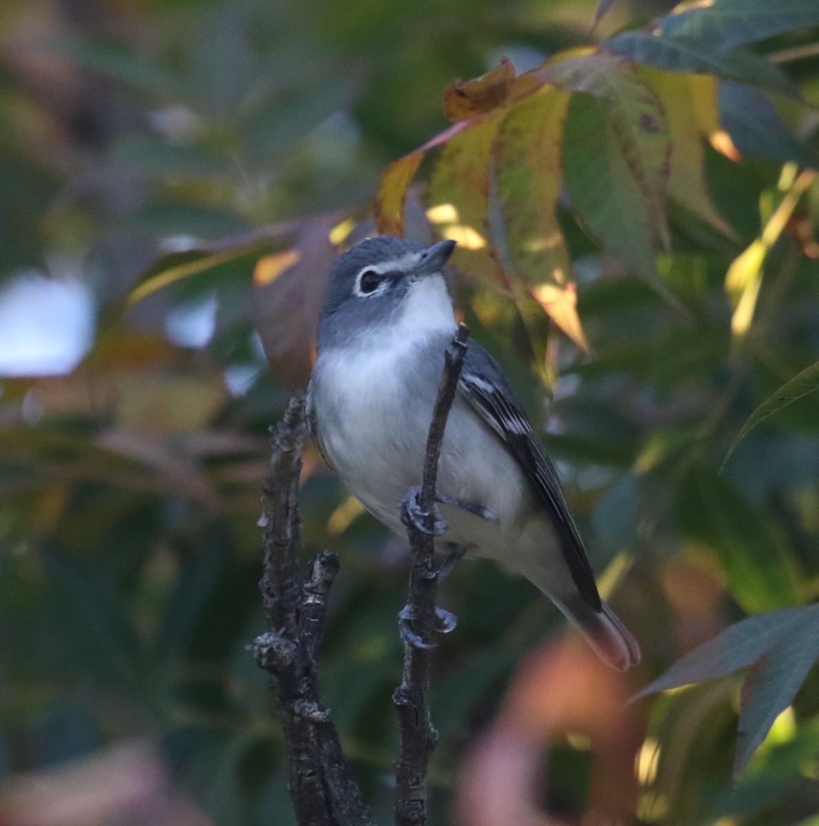 Plumbeous Vireo - ML646699311