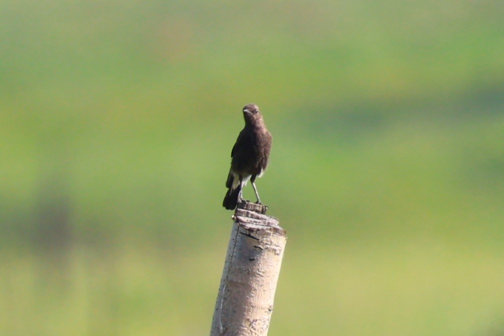 カタジロサバクヒタキ - ML646699312