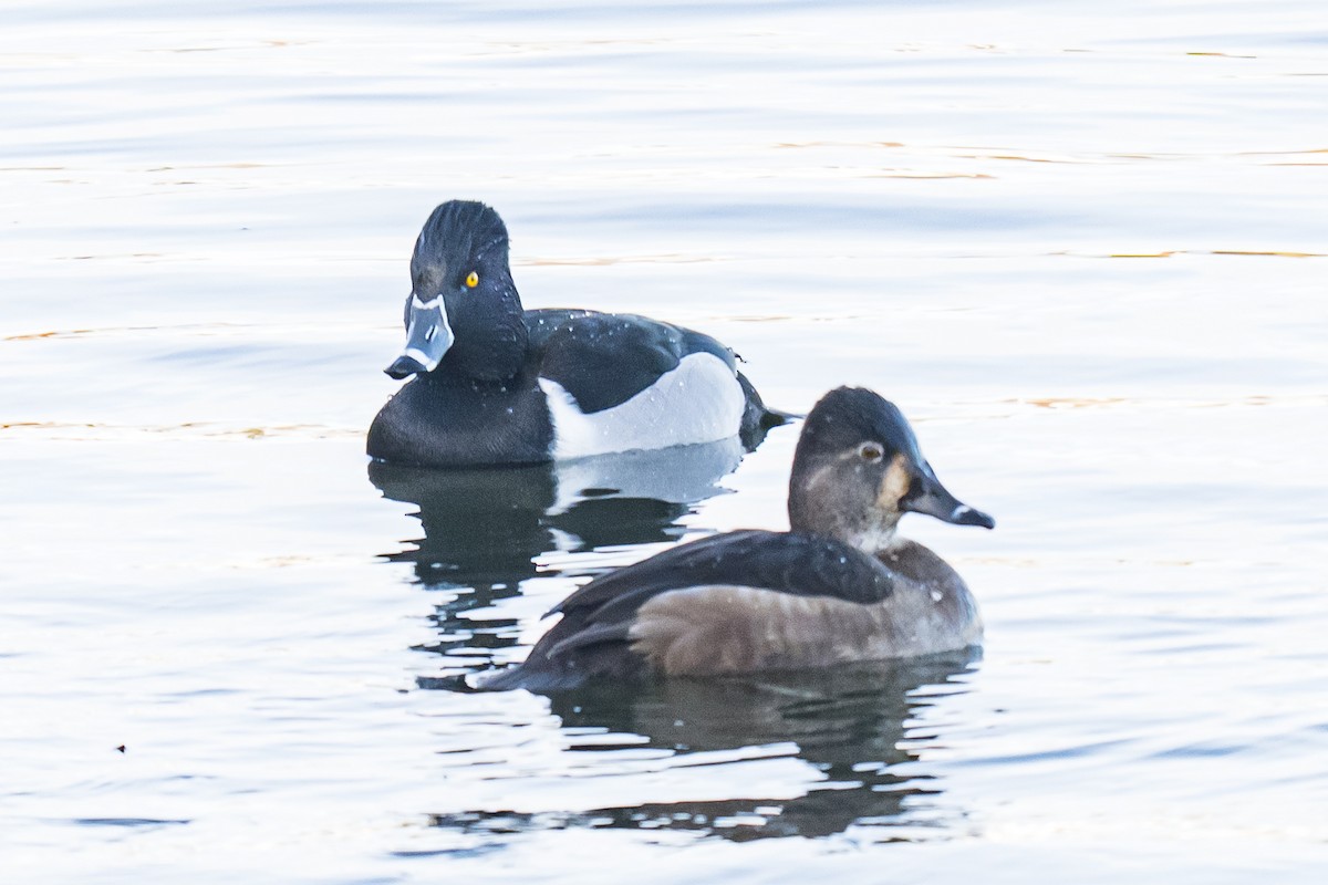 クビワキンクロ - ML646699313