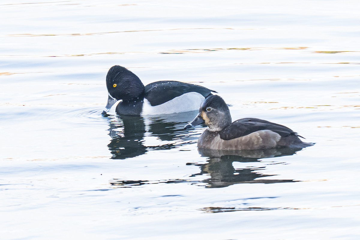 クビワキンクロ - ML646699314