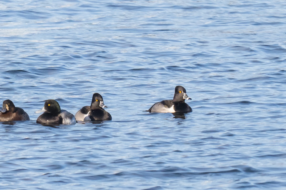 クビワキンクロ - ML646699315