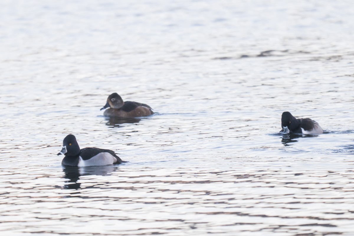 クビワキンクロ - ML646699316