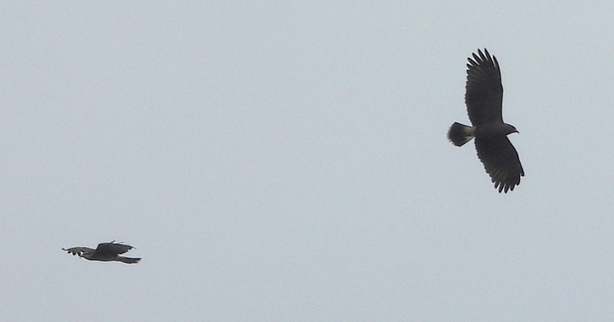 ムシクイトビ - ML646699318