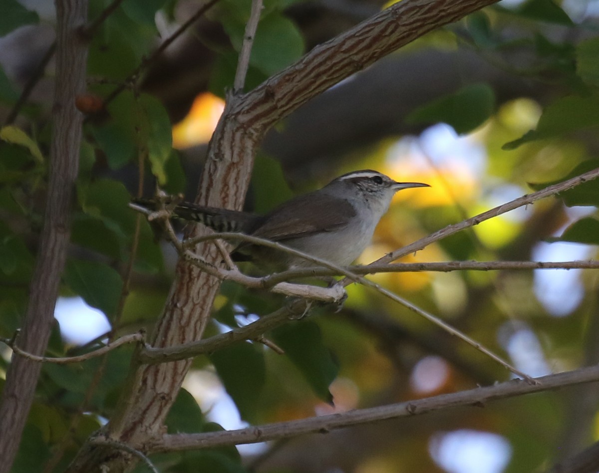Bewick's Wren - ML646699321