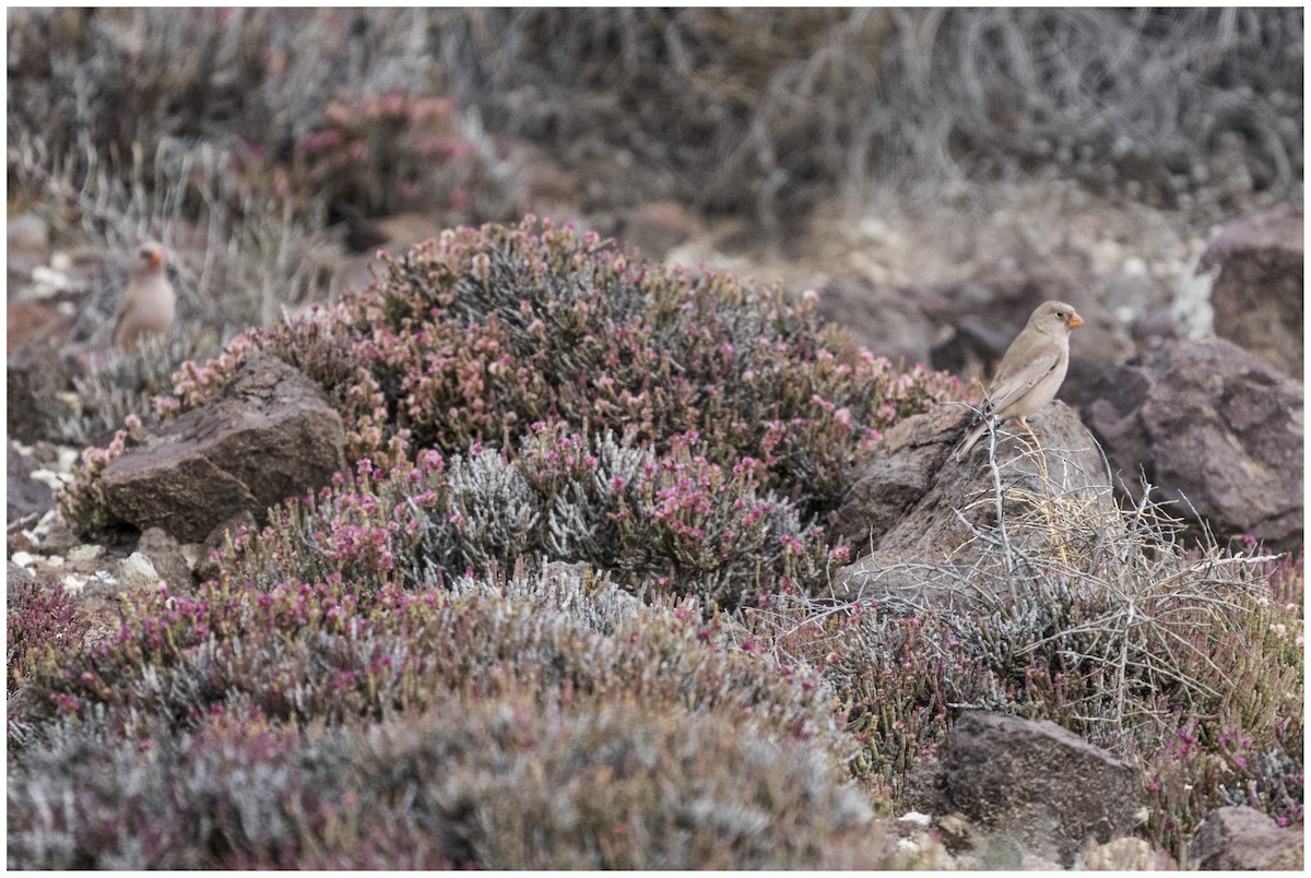 Снігар туркменський - ML646699324