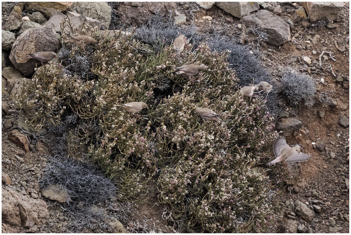 Снігар туркменський - ML646699325