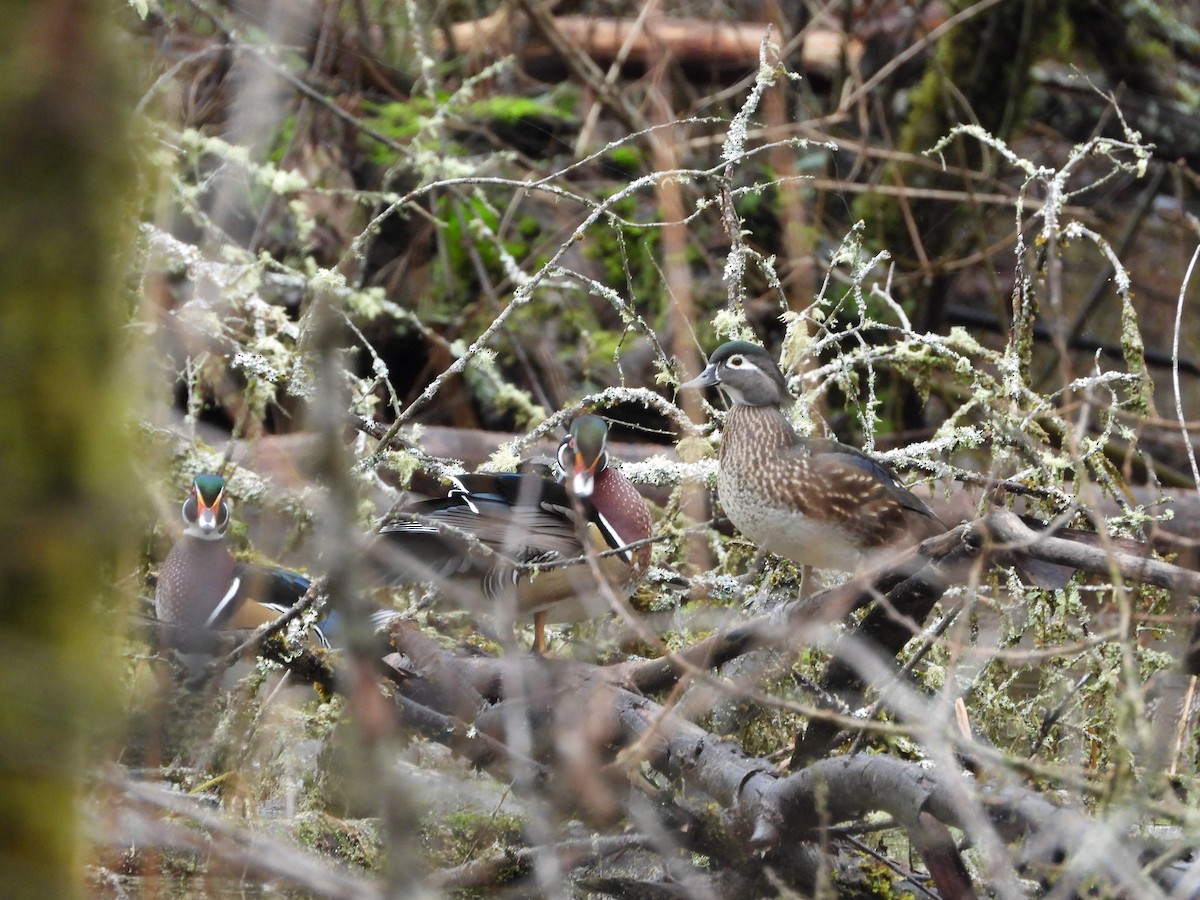Canard branchu - ML646699326