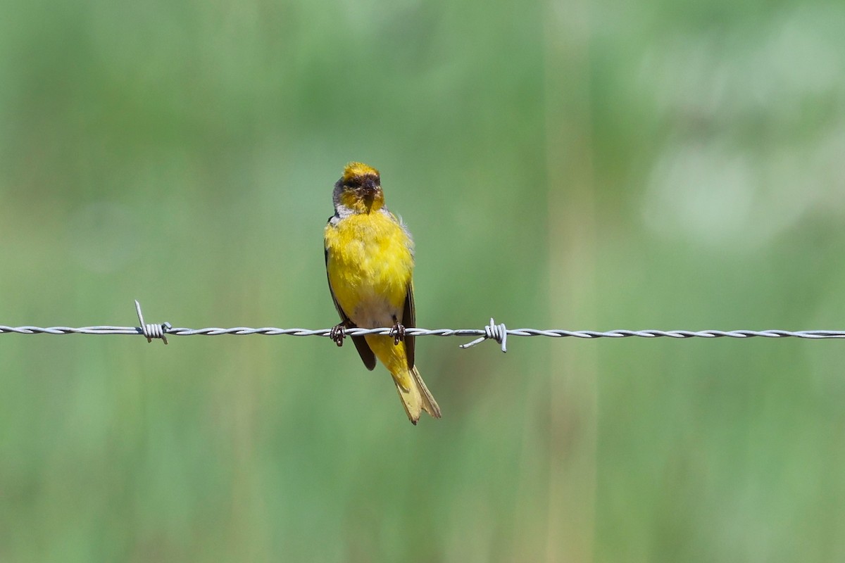 Kap Kanaryası - ML646699327