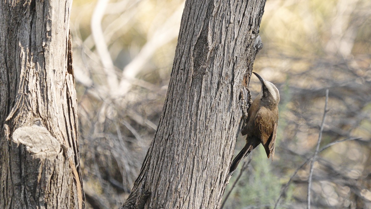 Grauscheitelsäbler - ML646699329