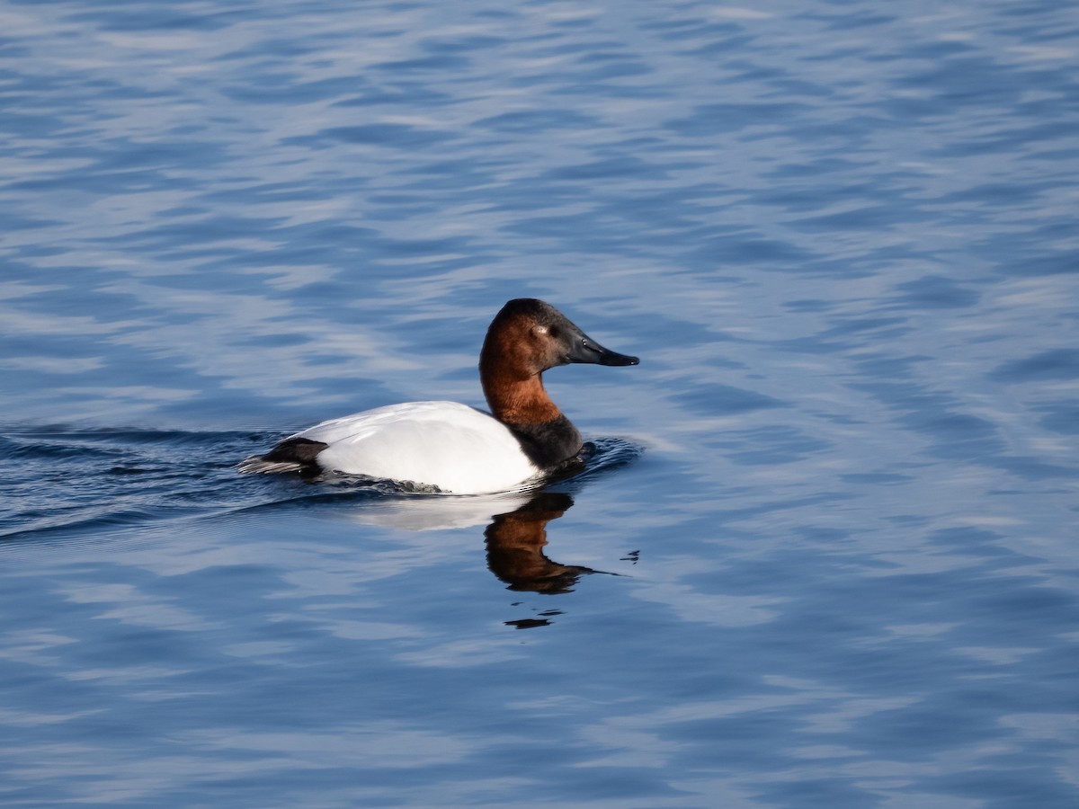 Canvasback - ML646699330
