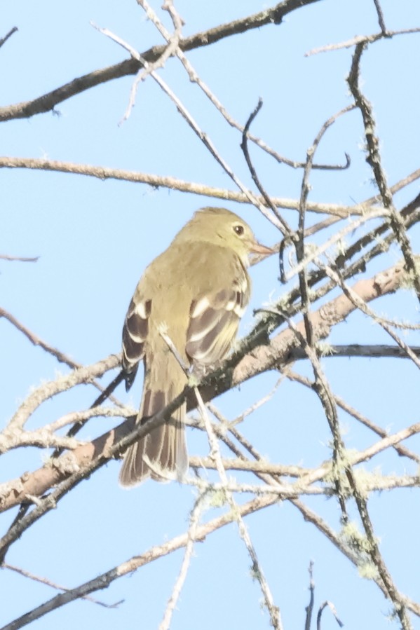 Малая эления - ML646699331