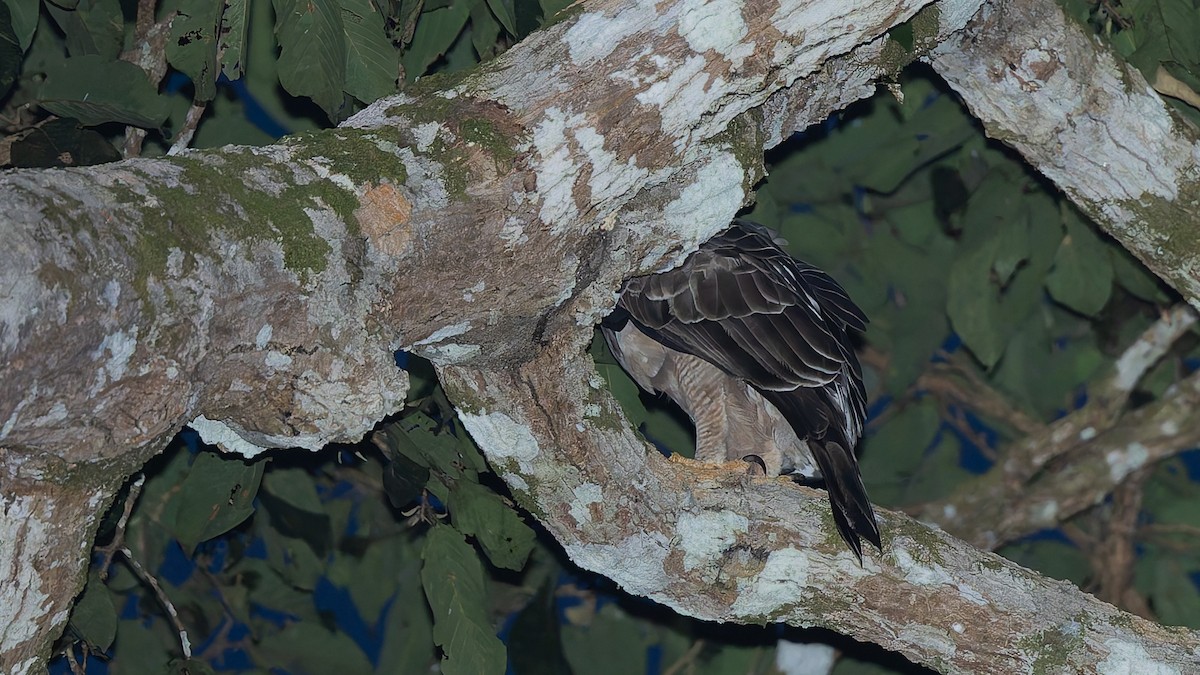 Wallace's Hawk-Eagle - ML646699333