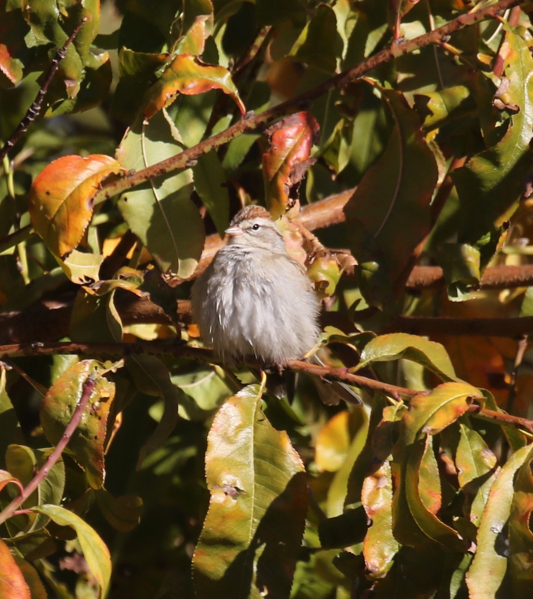 Chipping Sparrow - ML646699336