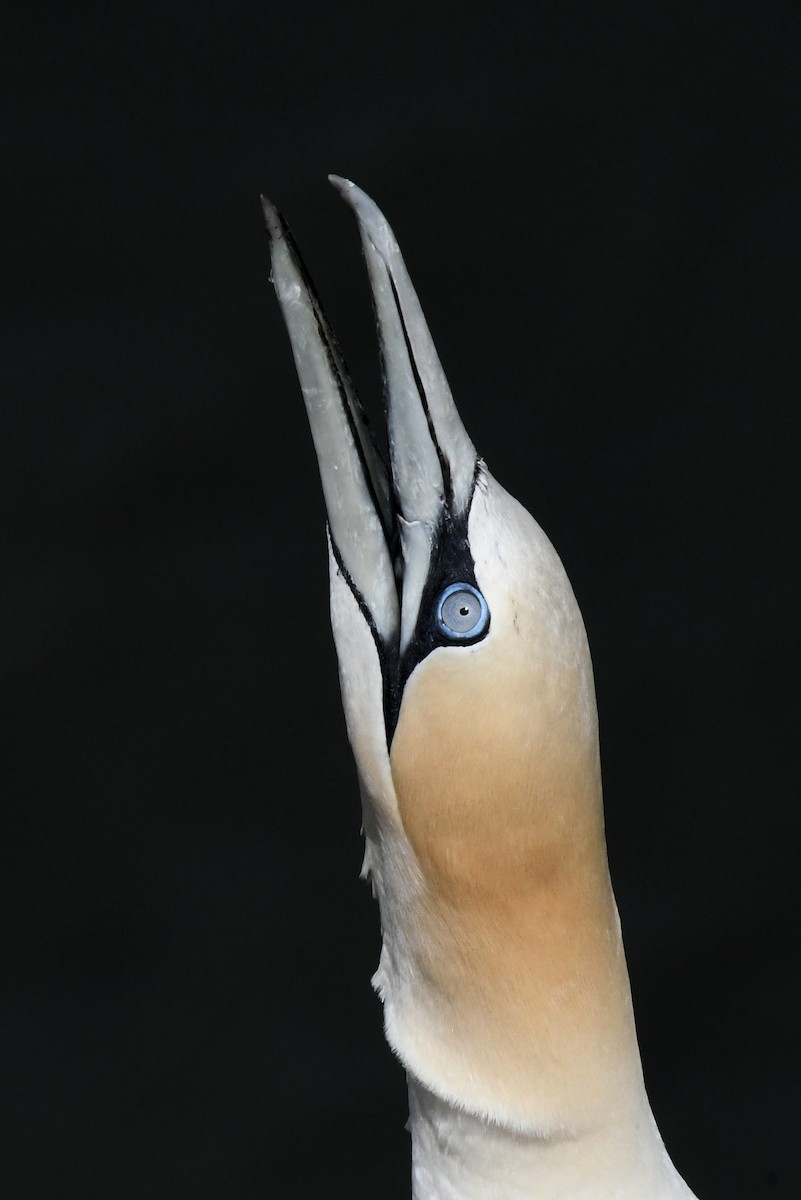 Northern Gannet - ML646699338