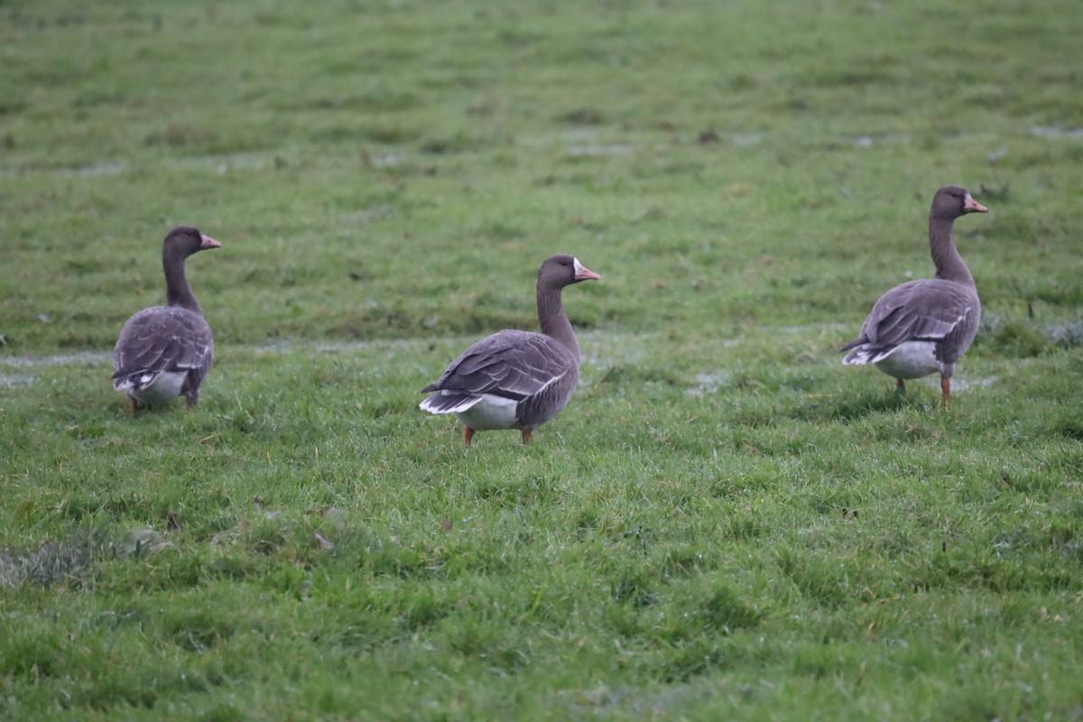 Белолобый гусь - ML646699341