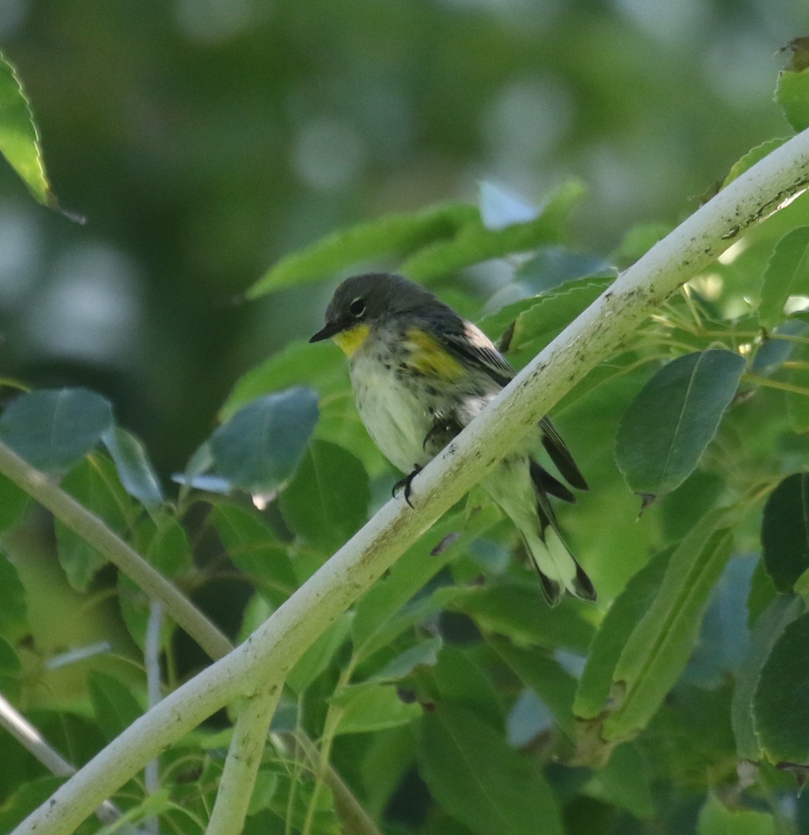 Yellow-rumped Warbler (Audubon's) - ML646699342