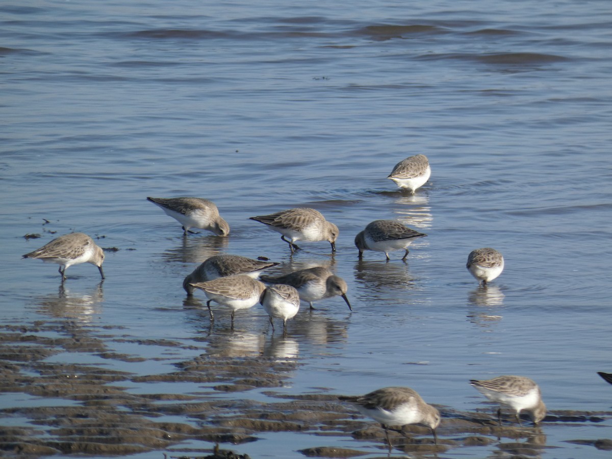 Dunlin - ML646699344