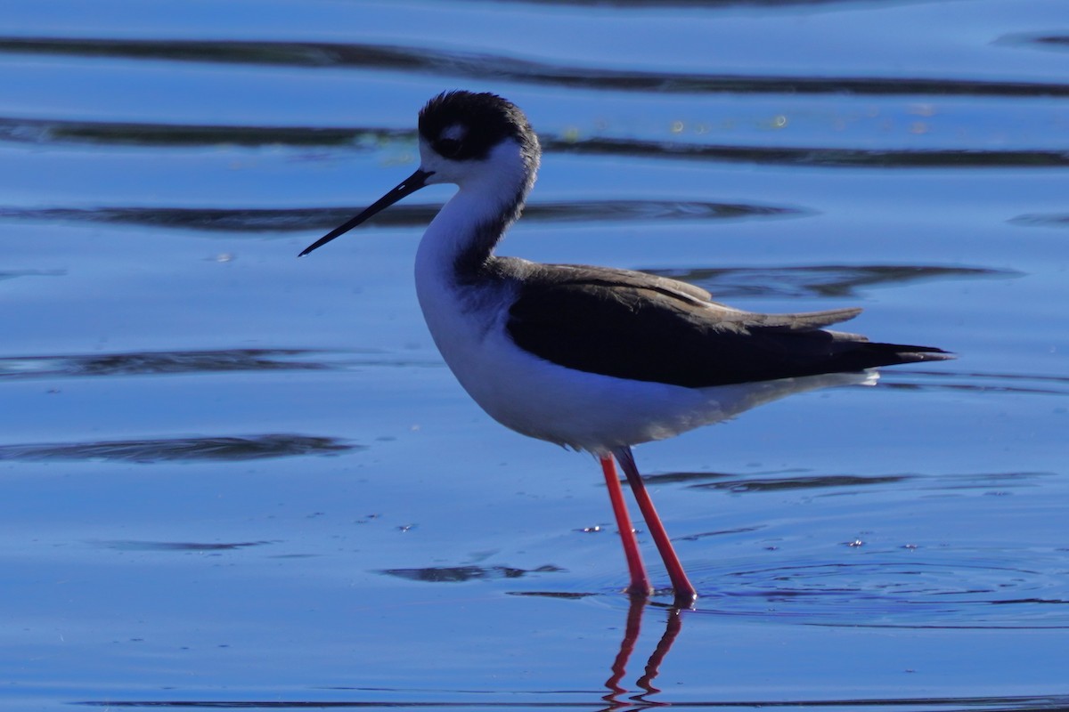 Zankaluze kaskabeltza - ML646699345