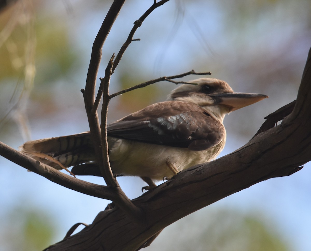 Laughing Kookaburra - ML646699348